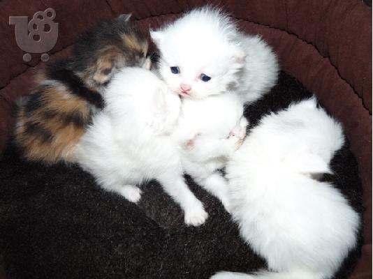 Πωλούνται περσικά  γατάκια άσπρα και χρωματιστά Περσική (Persian) Περσική (Persian)...